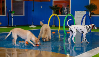 what to look for when choosing a dog boarding facility