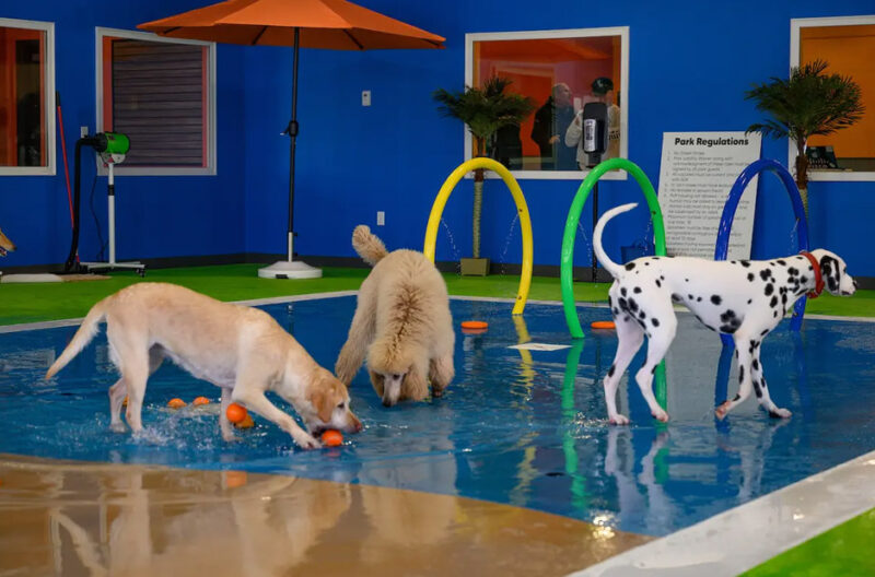 what to look for when choosing a dog boarding facility