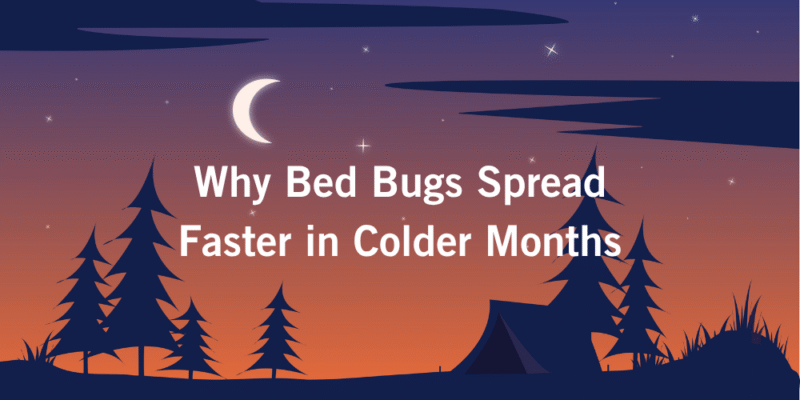 why bed bugs spread faster in colder months