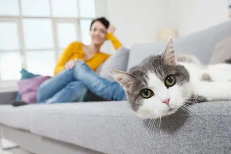 how to navigate apartment hunting as a pet owner