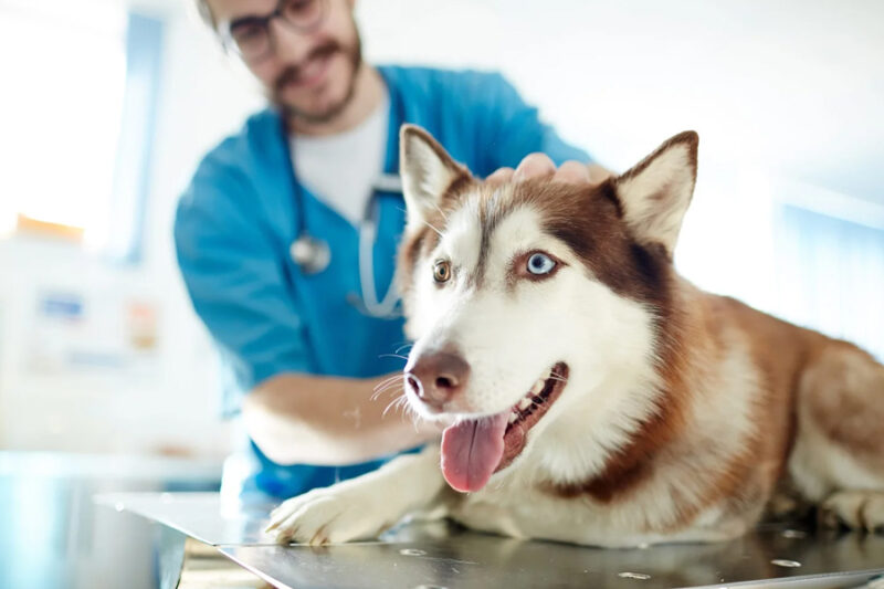 pet medical care a complete guide for responsible owners
