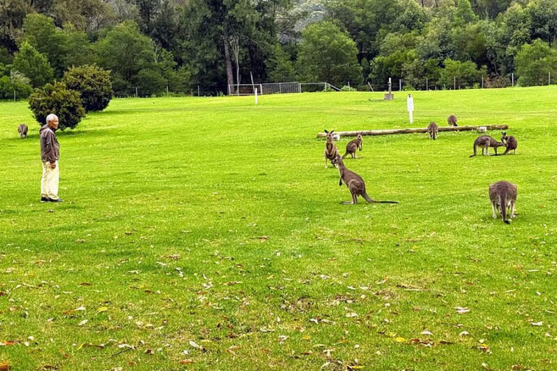 explore the wonders of australian wildlife with our wild wombat and kangaroo day tour