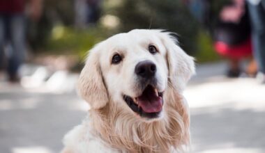 how dogs develop lifelong behavior patterns