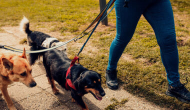 how professional dog walking insurance helps you win more clients