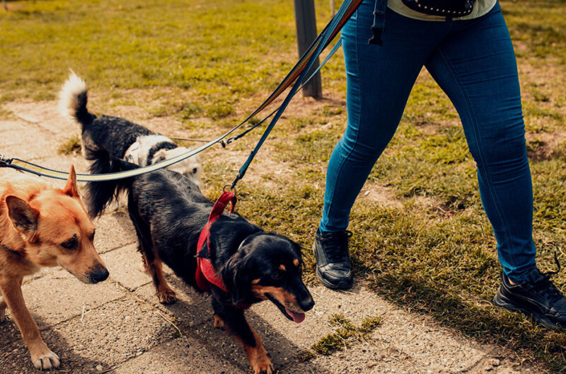 how professional dog walking insurance helps you win more clients