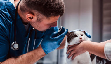 necessity of disability insurance for newly graduated veterinarians