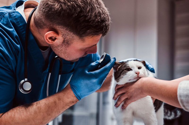 necessity of disability insurance for newly graduated veterinarians