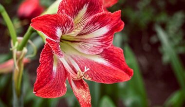 winter wonderlands holiday plants for indoors and outdoors