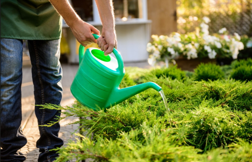 essential lawn care tips for vibrant and healthy grass 2