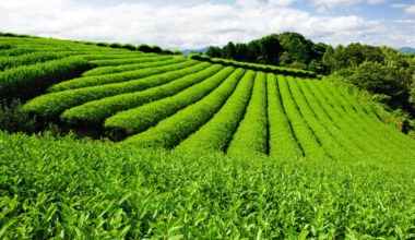 exploring gyokuro tea varieties from asahina to yame