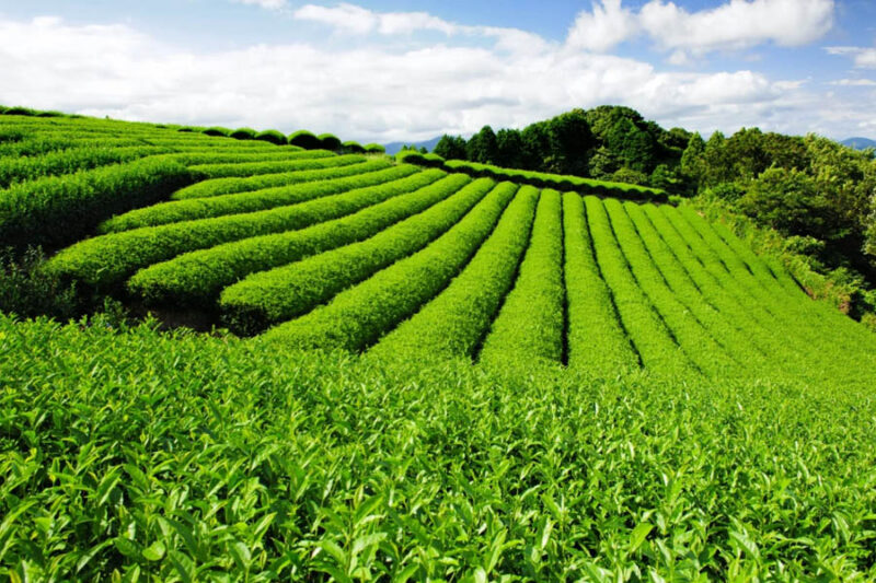 exploring gyokuro tea varieties from asahina to yame