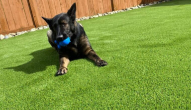 how artificial turf can improve pet hygiene and comfort