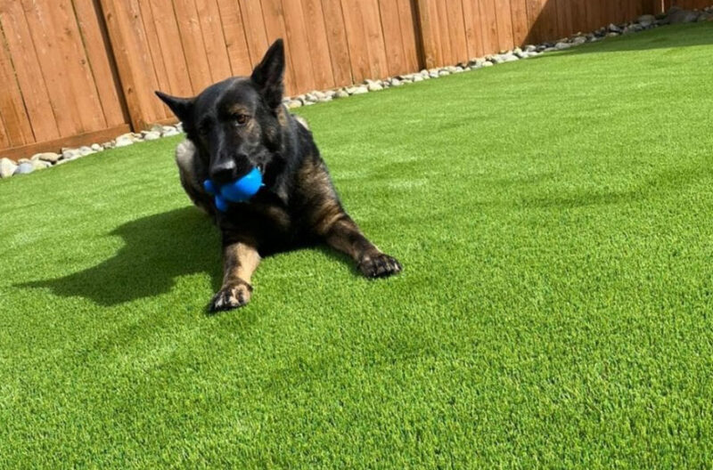 how artificial turf can improve pet hygiene and comfort
