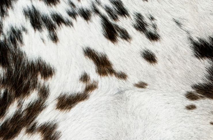 how genuine cowhide leather elevates home decor styles 3
