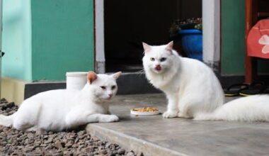 how pet owners can create a safer home environment