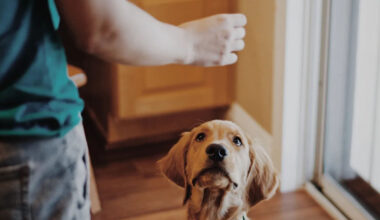 how to know when your dog needs behaviour training