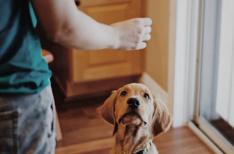 how to know when your dog needs behaviour training