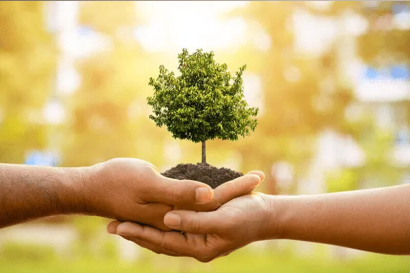 safeguarding trees through every season in milton, florida