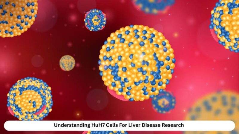 understanding huh7 cells for liver disease research