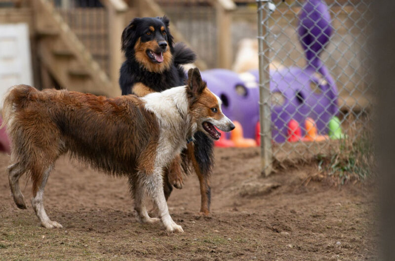 what a well structured day looks like at a modern dog daycare
