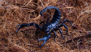effective scorpion control methods to protect your home and family