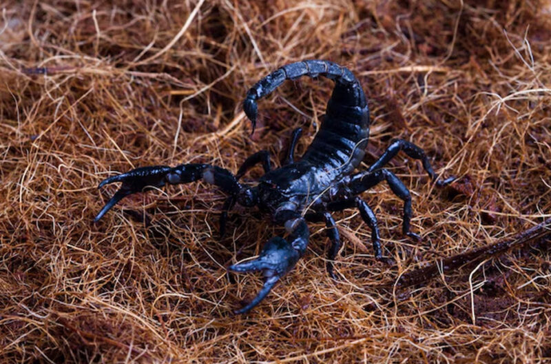 effective scorpion control methods to protect your home and family