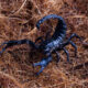 effective scorpion control methods to protect your home and family